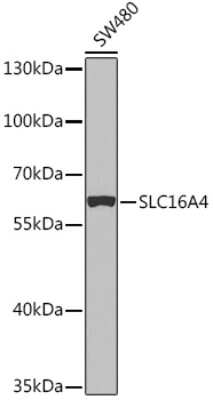 Western Blot: SLC16A4 AntibodyBSA Free [NBP2-93899]